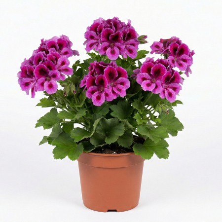 Flori Gradina si Balcon - Muscata Englezeasca Mov Pelargonium Grandiflora Don Romiro 42 Paars Ghiveci 12cm Pepiniera Sibiu