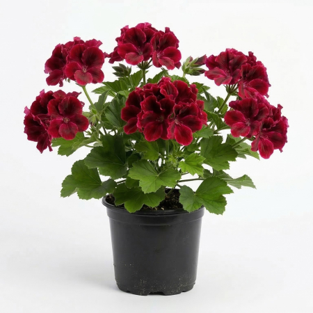 Flori Gradina si Balcon - Muscata Regala Pelargonium Grandiflora Don Leo Rosu Intens ghiveci  Pepiniera Sibiu