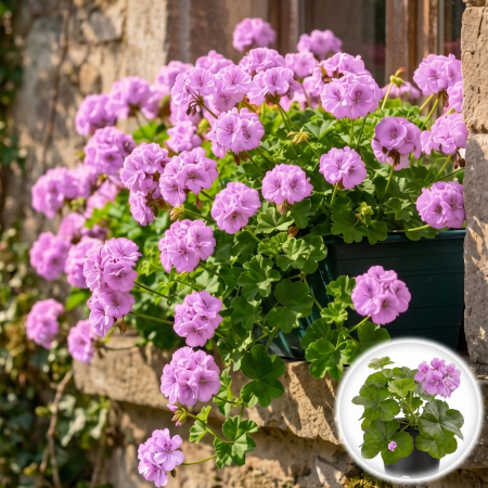 Flori Gradina si Balcon - Muscata Curgatoare Floare Dubla Mov 20cm Productie Proprie Pepiniera Sibiu