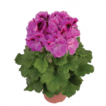 Muscata Englezeasca - Roz (P12) [1]