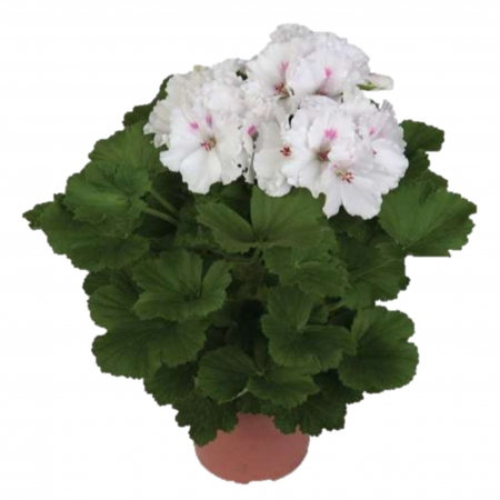 Flori Gradina si Balcon - Muscata Englezeasca - Alba (P12)