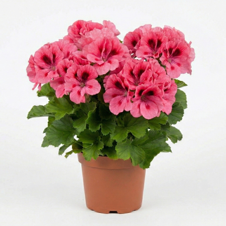 Flori Gradina si Balcon - Muscata Englezeasca Somon Pelargonium Grandiflora Don Flamingo 23 Roze Ghiveci 12cm Pepiniera Sibiu