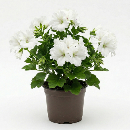 Flori Gradina si Balcon - Muscata Englezeasca Alba Pelargonium Grandiflora Don Palido 53 White Ghiveci 12cm Pepiniera Sibiu