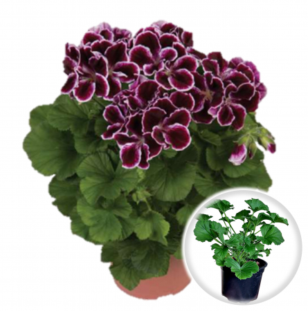 Flori Gradina si Balcon - Muscata Englezeasca - Mov-Alb (P12)