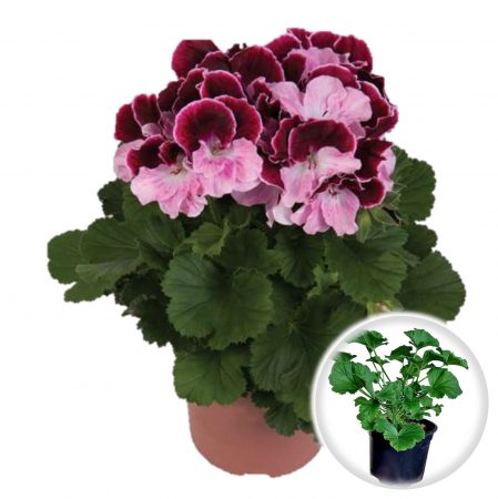 Flori Gradina si Balcon - Muscata Englezeasca - Alb-Mov (P12)