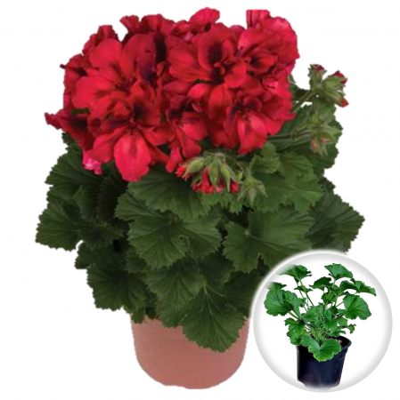 Flori Gradina si Balcon - Muscata Englezeasca - Rosu-Alb (P12)