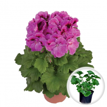 Flori Gradina si Balcon - Muscata Englezeasca - Roz (P12)