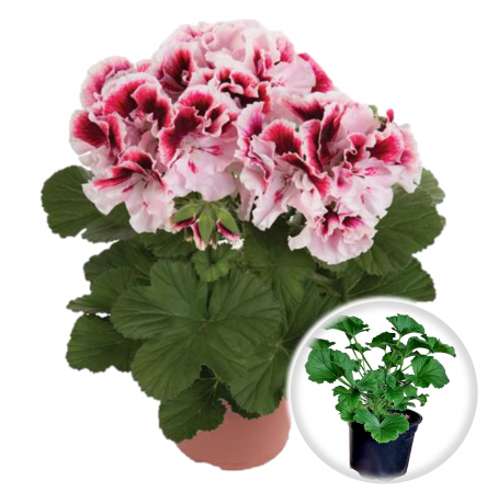 Flori Gradina si Balcon - Muscata Englezeasca - Alb-Roz (P12)
