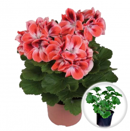 Flori Gradina si Balcon - Muscata Englezeasca - Somon (P12)