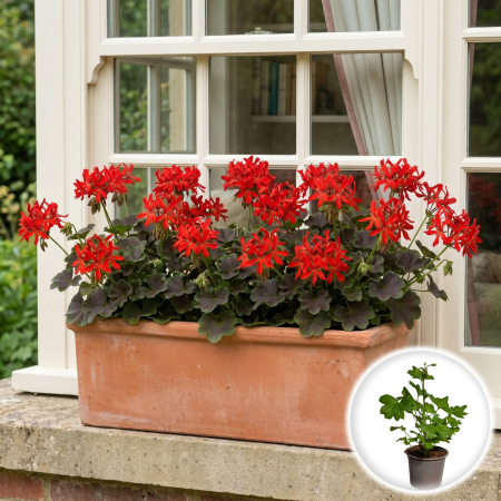Flori Gradina si Balcon - Muscata Indiana Rosie Pelargonium Stellata ghiveci Pepiniera Sibiu