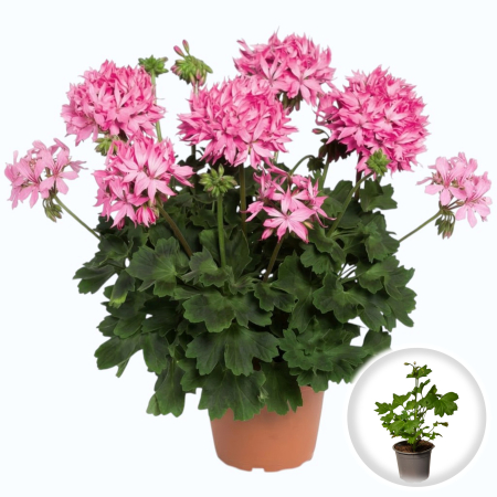 Flori Gradina si Balcon - Muscata Indiana Roz Pelargonium Stellata ghiveci Pepiniera Sibiu