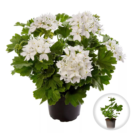 Flori Gradina si Balcon - Muscata Indiana Alba Pelargonium Stellata ghiveci Pepiniera Sibiu