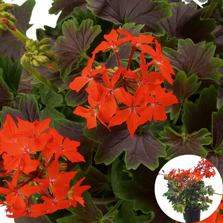 Flori Gradina si Balcon - Muscata Indiana - Rosu(P12)