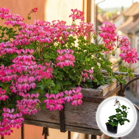 Muscata Tiroleza Bicolor Pelargonium Peltatum roz alb ghiveci Pepiniera Sibiu [0]