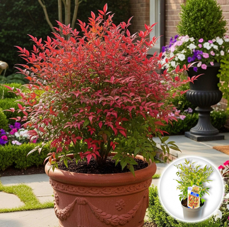 Nandina Domestica - Nandina Domestica - Red Light 40cm+