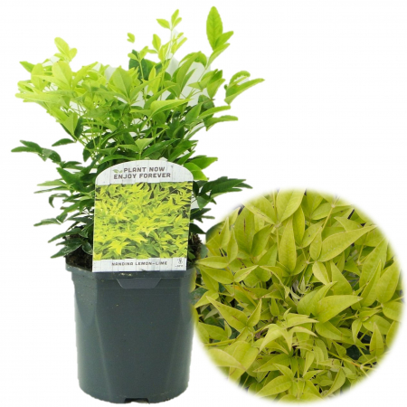 Nandina Domestica - Nandina Domestica - Lemon Lime 40cm+