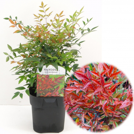 Nandina Domestica - Nandina Domestica - Gulfstream 40cm+