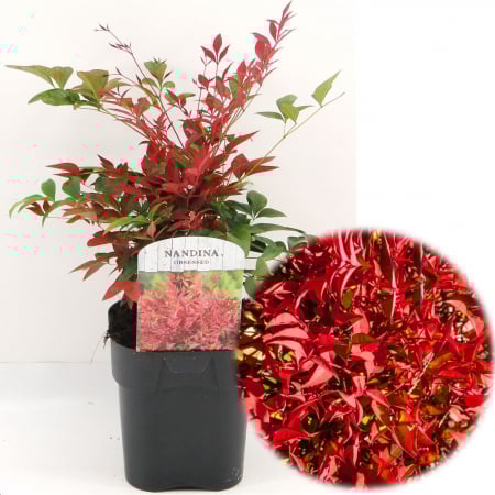 Nandina Domestica - Nandina Domestica - Obsessed 40cm+