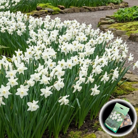 Bulbi de Narcise - narcise-thalia-narcissus-triandrus-bulbi-pepiniera-sibiu