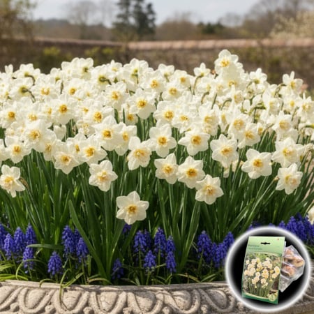 Bulbi de Flori - Narcise Cheerfulness - 5 Bulbi