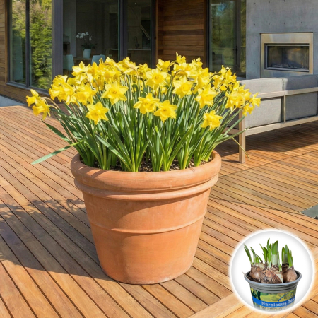 narcise-tete-a-tete-ghiveci-plante-cadou-pepiniera-sibiu [1]