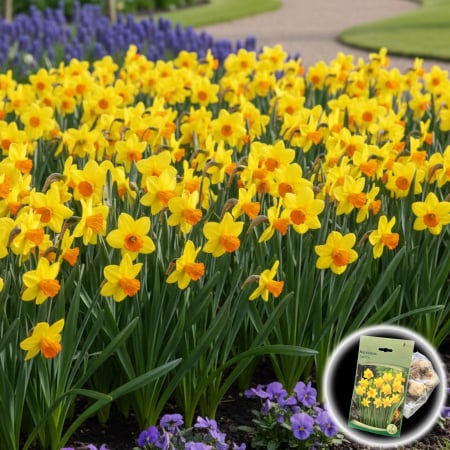 Bulbi de Flori - Narcise Jetfire - 7 Bulbi