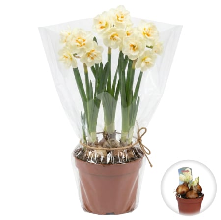 Flori Gradina si Balcon - Narcise Duble Bridal Crown ghiveci Pepiniera Sibiu