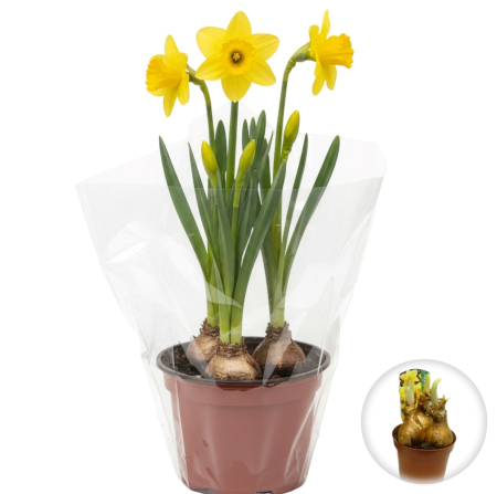 Flori Gradina si Balcon - Narcise Galbene Carlton ghiveci Pepiniera Sibiu