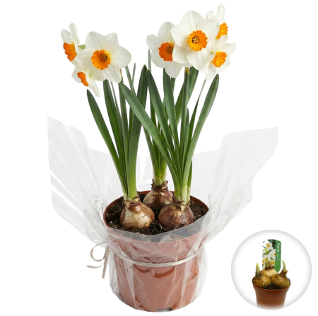 Flori Gradina si Balcon - Narcise Multiflore Geranium ghiveci Pepiniera Sibiu