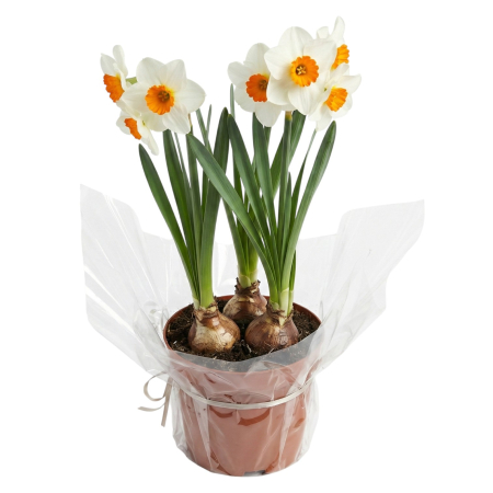 Narcise Multiflore Geranium ghiveci Pepiniera Sibiu [1]