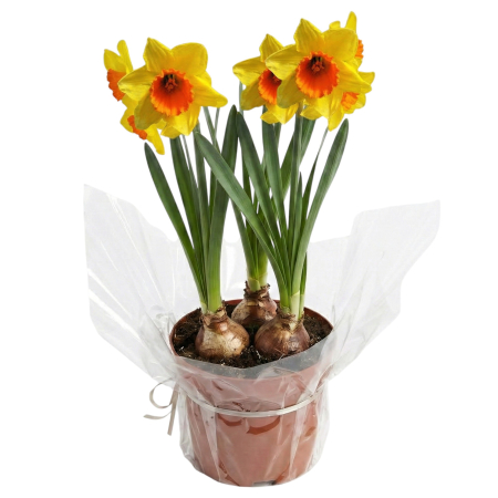 Narcise Pitice Jetfire ghiveci Pepiniera Sibiu [1]