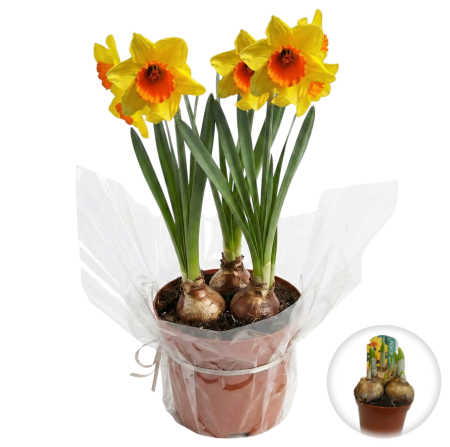 Flori Gradina si Balcon - Narcise Pitice Jetfire ghiveci Pepiniera Sibiu