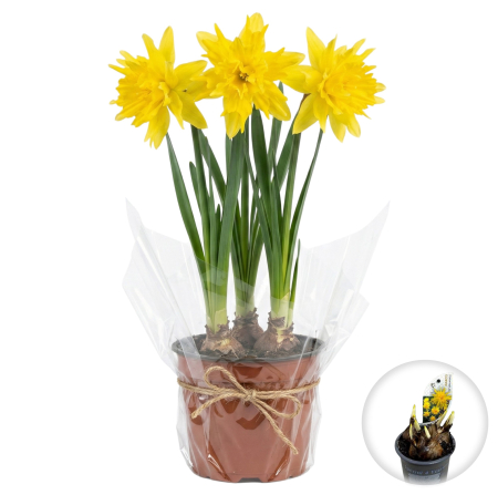Flori Gradina si Balcon - Narcise Duble Rip Van Winkle ghiveci Pepiniera Sibiu