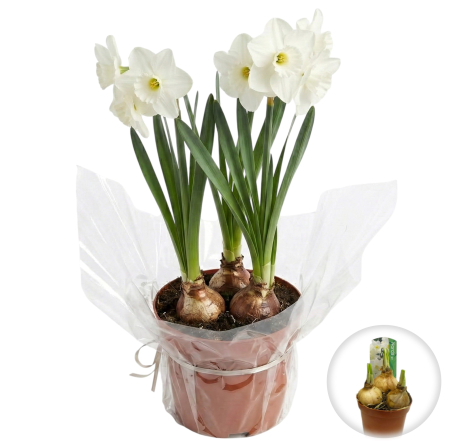 Flori Gradina si Balcon - Narcise Albe Tip Trompeta ghiveci Pepiniera Sibiu