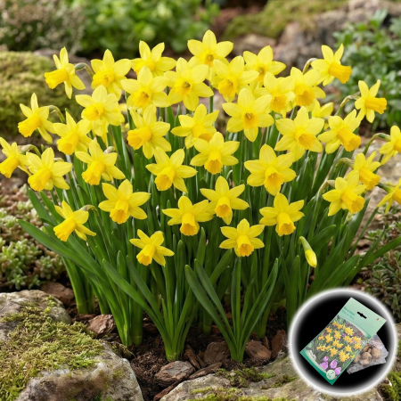 Bulbi de Narcise - narcise-tete-a-tete-narcissus-cyclamineus-pitice-pepiniera-sibiu
