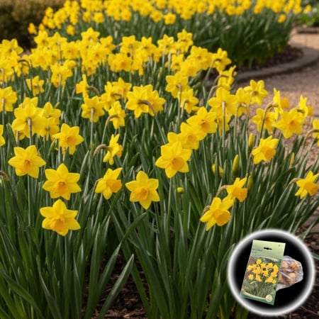 Bulbi de Flori - Narcise Quail - 7 Bulbi
