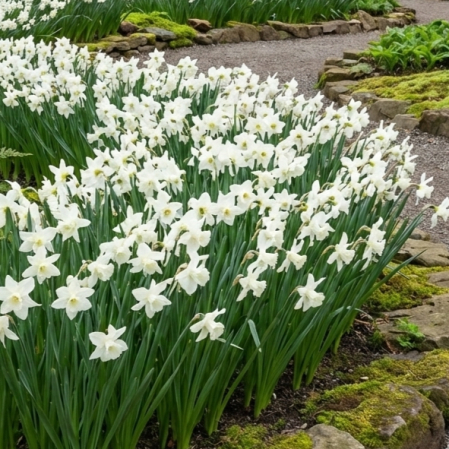 narcise-thalia-narcissus-triandrus-bulbi-pepiniera-sibiu [1]