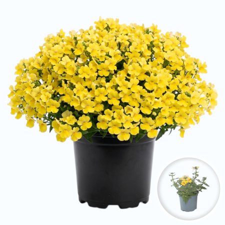 Flori Gradina si Balcon - Nemesia Sunmesia Yellow flori galbene vibrante ghiveci Pepiniera Sibiu
