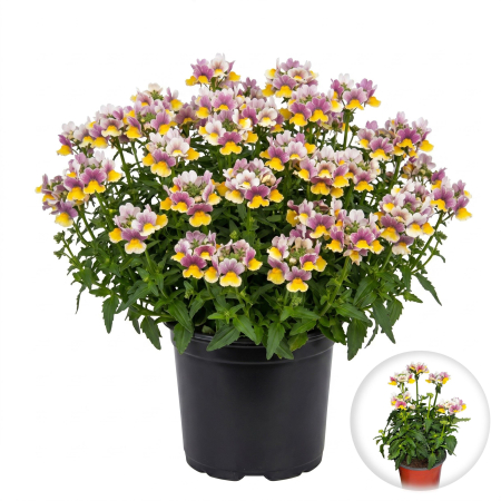 Flori Gradina si Balcon - nemesia-hybrida-bicolor-flori-jardiniera-pepiniera-sibiu
