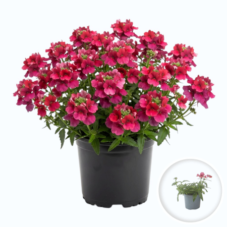 Flori Gradina si Balcon - Nemesia Angelart Raspberry flori zmeurii parfumate ghiveci Pepiniera Sibiu