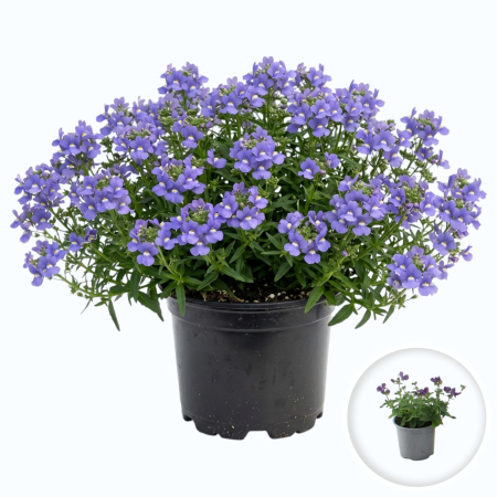 Flori Gradina si Balcon - Nemesia Aromatica True Blue flori albastre parfumate ghiveci Pepiniera Sibiu