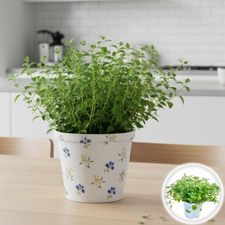 Plante aromatice - Oregano - Mini