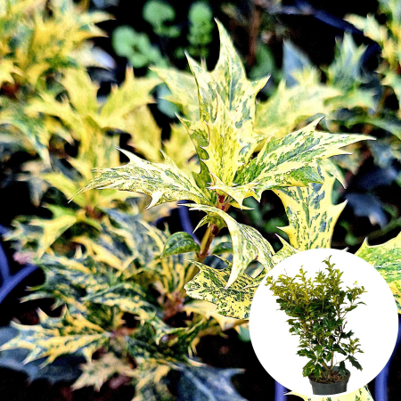 Ilex - Osmanthus Auriu Heterophyllus - 30cm+
