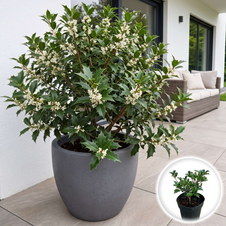 Ilex - osmanthus-heterophyllus-arbust-vesnic-verde-pepiniera-sibiu