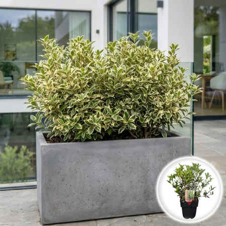 Ilex - osmanthus-heterophyllus-variegatus-arbust-pestrit-pepiniera-sibiu