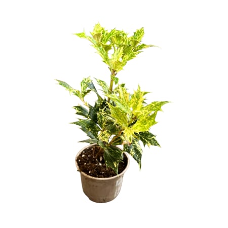 Ilex - Osmanthus Mini - Auriu