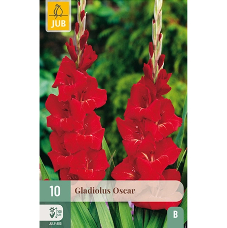Bulbi de Gladiole - Bulbi Gladiole Oscar Calitate I Jub Holland Pepiniera Sibiu