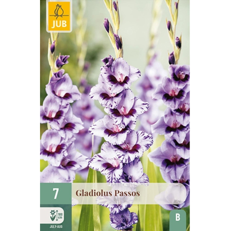 Bulbi de Gladiole - Bulbi Gladiole Passos Calitate I Jub Holland Pepiniera Sibiu