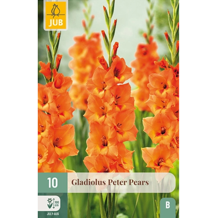 Bulbi de Gladiole - Bulbi Gladiole Peter Pears Calitate I Jub Holland Pepiniera Sibiu