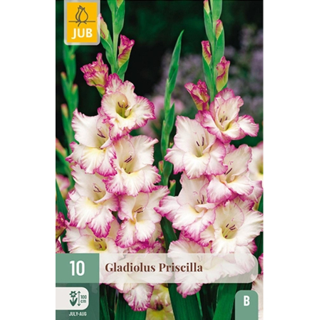 Bulbi de Gladiole - Bulbi Gladiole Priscilla Calitate I Jub Holland Pepiniera Sibiu